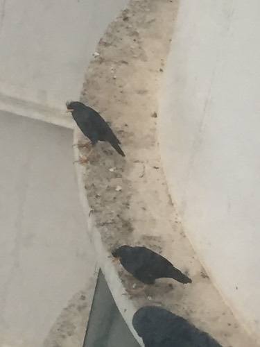นกเอี้ยงหงอน · Great Myna · Acridotheres grandis