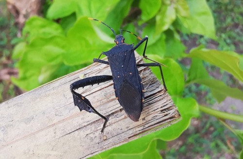 Citron Bug · Leptoglossus gonagra