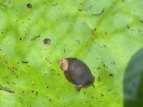 Rust-coloured Pond Snail · Radix rubiginosa