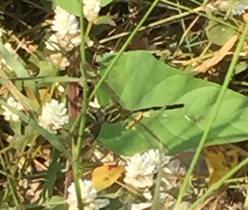 แมลงปอบ้านเสือลายเขียว · Slender Skimmer · Orthetrum sabina