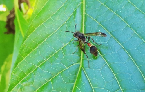 Ropalidia parartifex