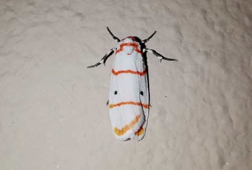 Cyana quadrinotata