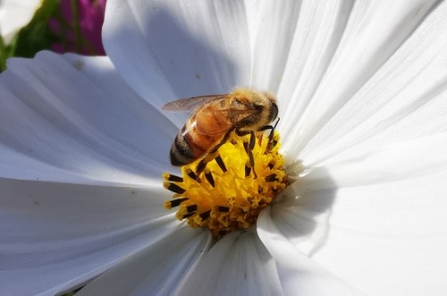 ผึ้งพันธุ์ · Western Honey Bee · Apis mellifera
