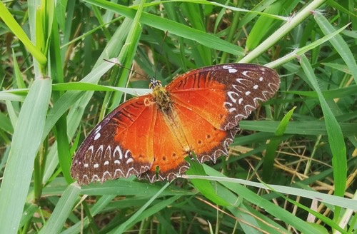 ผีเสื้อกะทกรกแดง · Red Lacewing Butterfly · Cethosia biblis