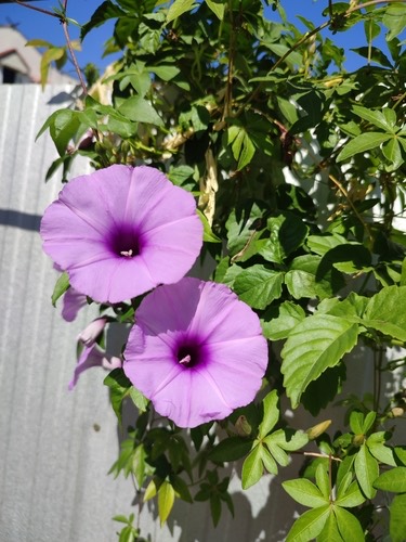 ผักบุ้งรั้ว · Mile-a-minute vine · Ipomoea cairica