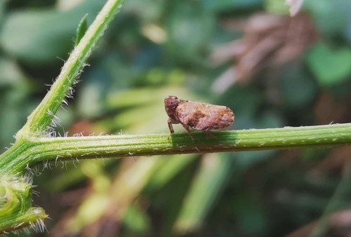 Euroxenus vayssieresi