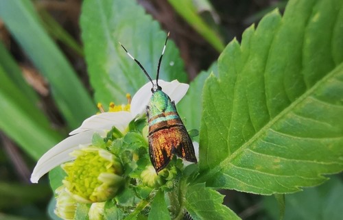 Saptha beryllitis