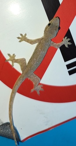จิ้งจกบ้านหางแบน · Flat-tailed House Gecko · Hemidactylus platyurus