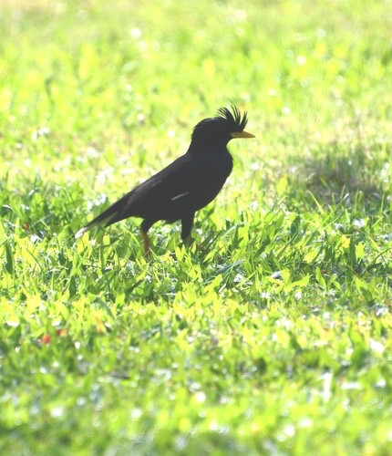 นกเอี้ยงหงอน · Great Myna · Acridotheres grandis