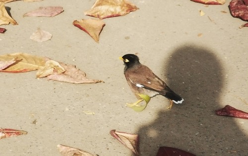 นกเอี้ยงสาริกา · Common Myna · Acridotheres tristis