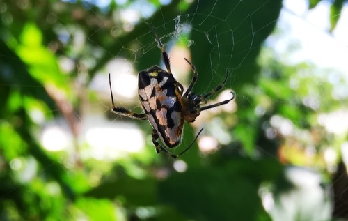 แมงมุมเขี้ยวใหญ่ทองประดับมุก · Orange-and-black Pear Spider · Leucauge fastigata