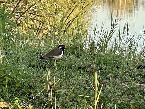 นกกระแตแต้แว้ด · Red-wattled Lapwing · Vanellus indicus