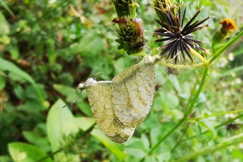 ผีเสื้อขาวแคระ · Psyche · Leptosia nina