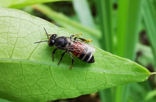 ผึ้งมิ้ม · Red Dwarf Honey Bee · Apis florea