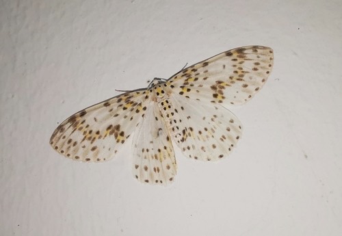 Metapercnia ductaria