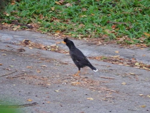 นกเอี้ยงหงอน · Great Myna · Acridotheres grandis