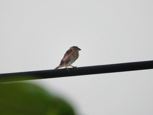 นกกระติ๊ดขี้หมู · Scaly-breasted Munia · Lonchura punctulata
