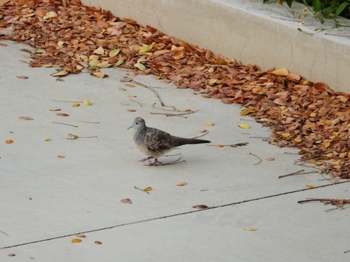 นกเขาชวา · Zebra Dove · Geopelia striata