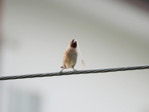 นกกระติ๊ดขี้หมู · Scaly-breasted Munia · Lonchura punctulata