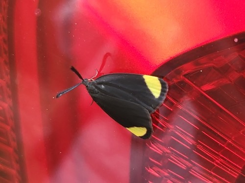 Heteropanula flavimacula