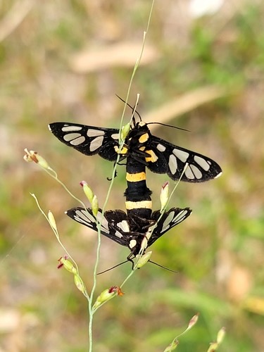 ผีเสื้อหญ้าวงท้องเหลือง · Amata sperbius