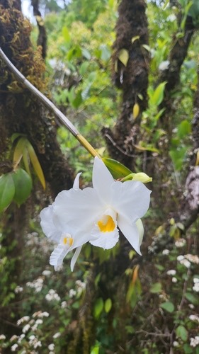 เอื้องตาเหิน · Dendrobium infundibulum