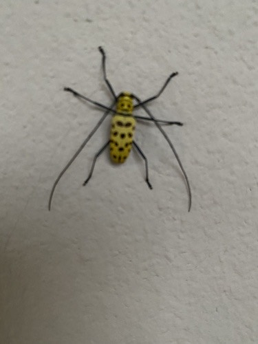ด้วงหนวดยาวแมงมุม · Wood Crane Longhorn-beetle · Gerania bosci