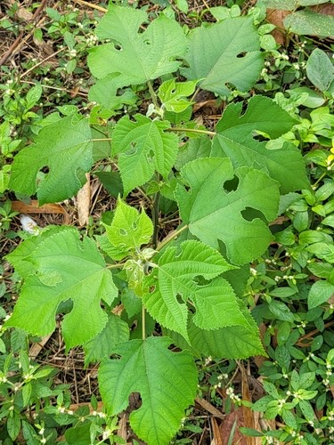 ปอสา · Paper mulberry · Broussonetia papyrifera