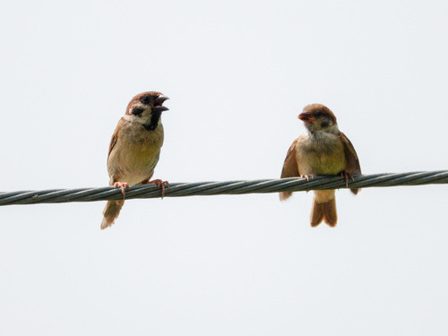 นกกระจอกบ้าน · Eurasian Tree Sparrow · Passer montanus