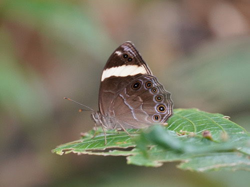 ผีเสื้อเลอะเทอะลายตรง · Straight-banded Treebrown · Lethe verma