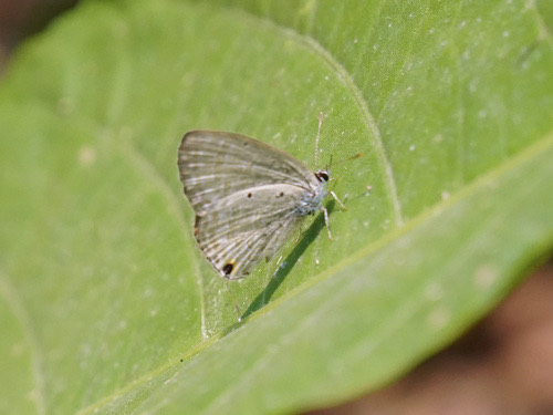 ผีเสื้อฟ้าดอกถั่วธรรมดา · Forget-me-not · Catochrysops strabo