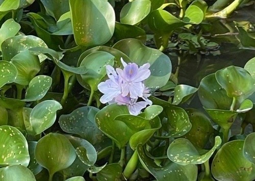 ผักตบชวา · common water hyacinth · Pontederia crassipes