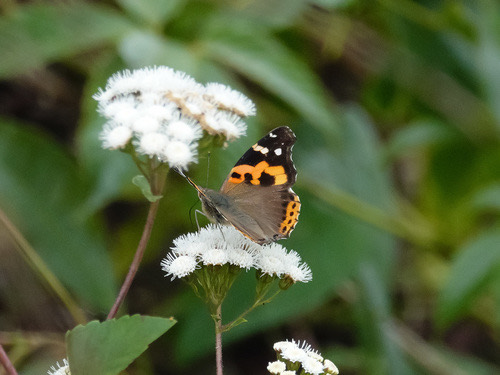 ผีเสื้อแดงอินเดีย · Indian Red Admiral · Vanessa indica