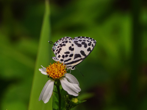 ผีเสื้อหนอนพุทราธรรมดา · Common Pierrot · Castalius rosimon