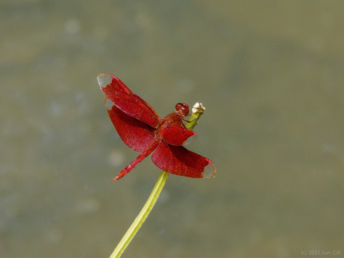 แมลงปอบ้านใหม่กลม · Russet Percher · Neurothemis fulvia