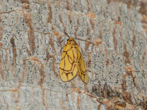 Cyme euprepioides
