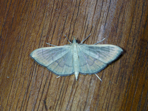 Pearl Grey Moth · Poliobotys ablactalis