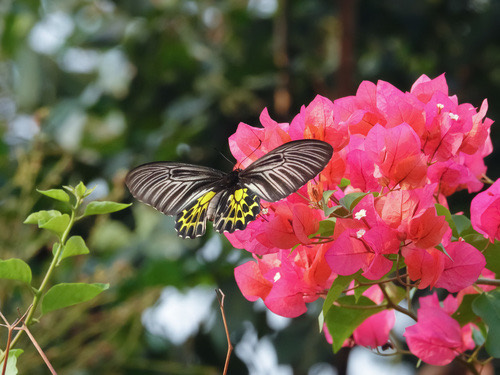 ผีเสื้อถุงทองธรรมดา · Golden Birdwing · Troides aeacus