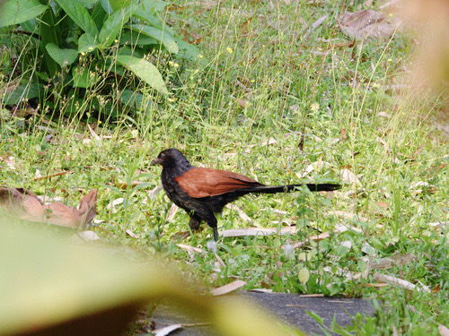 นกกระปูดใหญ่ · Greater Coucal · Centropus sinensis