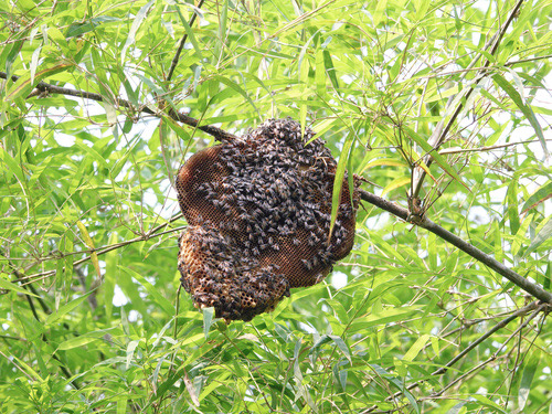 ผึ้งมิ้ม · Red Dwarf Honey Bee · Apis florea