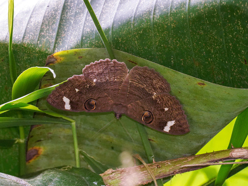 White-barred Owl moth · Erebus hieroglyphica