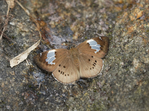ผีเสื้อลายด่างเทาใหญ่ · Great Pied Flat · Coladenia buchananii
