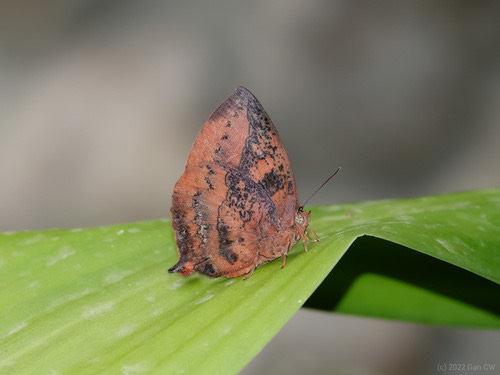 ผีเสื้อม่วงใบไม้ · Purple Leaf Blue · Amblypodia anita