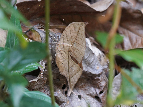 ผีเสื้อใบไม้ใหญ่อินเดีย · Orange Oakleaf · Kallima inachus