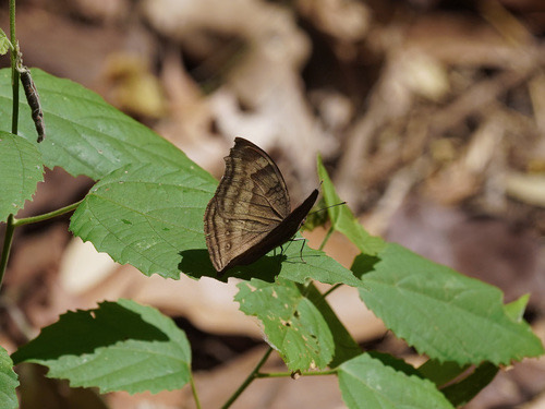 ผีเสื้อแพนซีตาลไหม้ · Chocolate Pansy · Junonia iphita