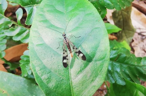 Neopanorpa inchoata