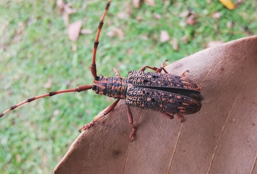 Pharsalia subgemmata