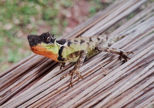 กิ้งก่าเขาหนามเล็ก · Acanthosaura rubrilabris