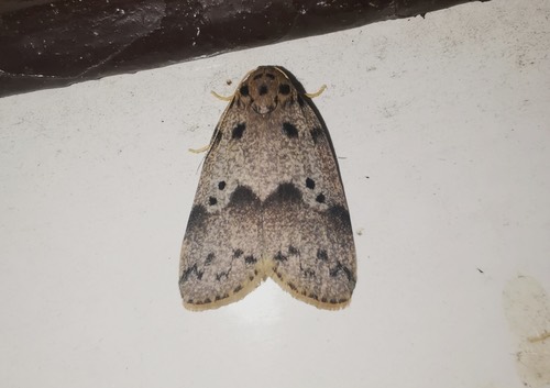 Eugoa cernyi
