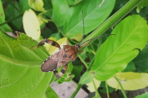 Petillopsis calcar